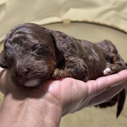 Pink Collar - Merle female Cockapoo puppy in Palm Beach County, Florida from Benji’s Cockapoos