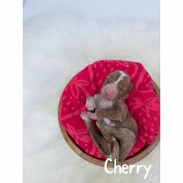 Cherry - Red  male Goldendoodle puppy in Smithfield, Kentucky from KBK9 Kennels