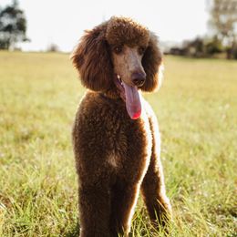 Labrador Retrievers and Poodles from Kounty Line Kennel LLC