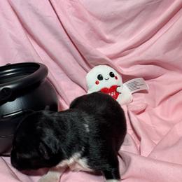 Shock - Black & white female Australian Shepherd puppy in Vacaville, California from Cowtown Aussies