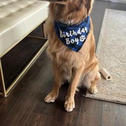 Golden Retriever All Grown Up from Big Sandy Golden Retrievers