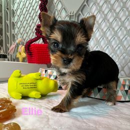 Ellie - Black and tan female Yorkshire Terrier puppy in Ashland, Kentucky from Yorkie Paw