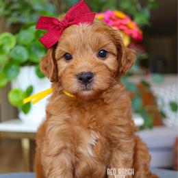Jubilee - Red  female Goldendoodle puppy in Salado, Texas from Red Ranch Dogs