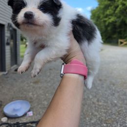 Buzz - Black parti male Pomeranian puppy in Chattanooga, Tennessee from Valley Poms