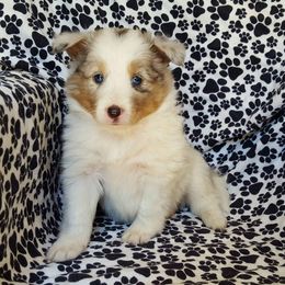Shetland Sheepdog Puppies from Mountain Ash Farms