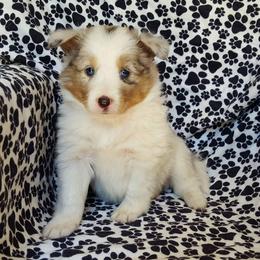 Shetland Sheepdog Puppies from Mountain Ash Farms