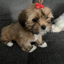 Lhasa Apso and Shih Tzu All Grown Up from The Ruff Life Tribe
