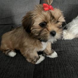 Lhasa Apso and Shih Tzu All Grown Up from The Ruff Life Tribe