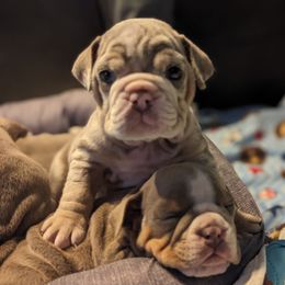 Bulldog Puppies from Wiggle Butts Bulldogs