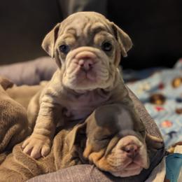 Bulldog Puppies from Wiggle Butts Bulldogs