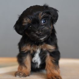 Bernedoodle, Goldendoodle, Poodle, Schnoodle, and Sheepadoodle Puppies from Boise Doodle Co.