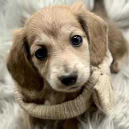 Valentina AKC limited - Gray (blue) and cream female Dachshund puppy in Bartlesville, Oklahoma from OkieDokieDox