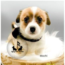 Ariel - female Pembroke Welsh Corgi puppy in Casper, Wyoming from Flying Note Shorties