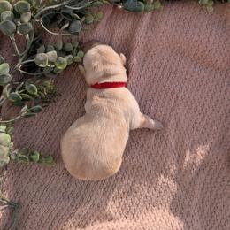 Dilute Retriever and Labrador Retriever Puppies from LC Hunting Labs, LLC.