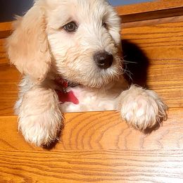 Goldendoodle Puppies from Magical Goldendoodles of Pioneer Valley, MA
