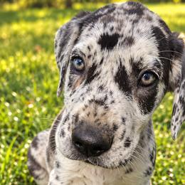 Female 3 - Merle female Great Dane puppy in Mayfield, New York from Sacandaga Danes