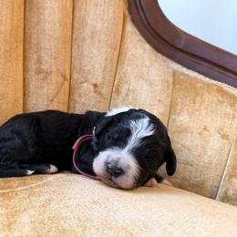 Girl 1 - Black and white female Bernedoodle puppy in Fort Meade, Florida from Baldwin Dood Ranch