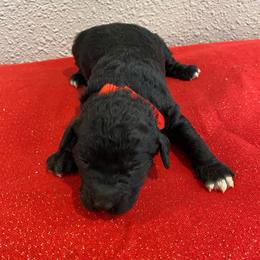 Rip - Black and white male Cockapoo puppy in Brookings, South Dakota from Hofer Pups