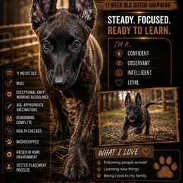 Dutch Shepherd Puppies from KBK9 Ranch