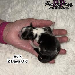 Axle - Merle male Chihuahua puppy in Columbus, Nebraska from Prancy Pawz