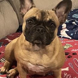 Ava - French Bulldog