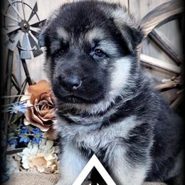 Banner - Black and silver male German Shepherd puppy in Sequim, Washington from German Shepherd Haus