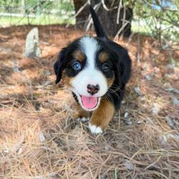 Chief - unfurnished (blue eye) - Tri-color male Bernedoodle puppy in Wamego, Kansas from Doodles of Oz