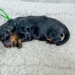 Ron - Harry Potter Litter - Phantom male Bernedoodle puppy in Charleston, South Carolina from Palm Belle Doodles