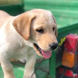 Labrador Retrievers from Learn's Labs