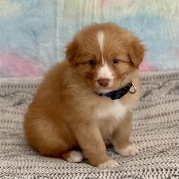 Nova Scotia Duck Tolling Retriever Puppies from Juniper Tollers