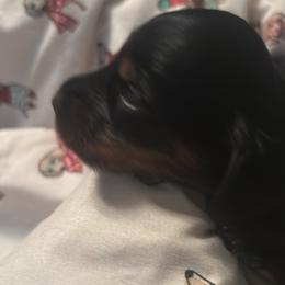 Faith - Black and tan female Dachshund puppy in Argos, Indiana from TKO Doxies