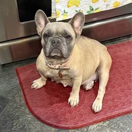 Nola - French Bulldog