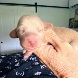 Brittany - Cream female Dachshund puppy in Alva, Florida from Salty C's Dachshunds