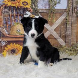 Border Collie Puppies from Borderline Kennels