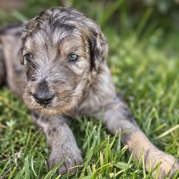 Boone - Merle male Goldendoodle puppy in Millville, California from Hope Lane Kennels