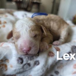 Lex - Yellow and white male Bernedoodle puppy in Blackfoot, Idaho from Draper Mountain Doodles