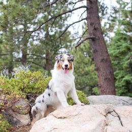 Australian Shepherd puppies from Cloud Nine Kennel