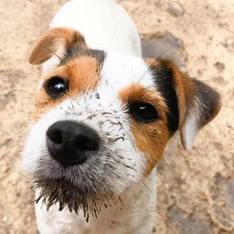Jack Russell Terriers from Raven Wolf Jack Russell Terriers