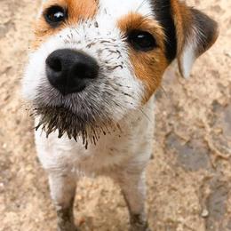 Jack Russell Terriers from Raven Wolf Jack Russell Terriers