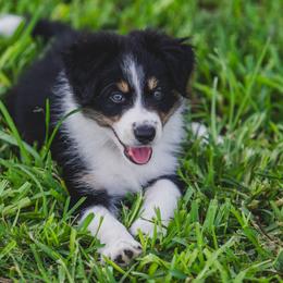 Purple - Tri-color female Border Collie puppy in Blue Ridge, Georgia from Hill Valley Border Collies