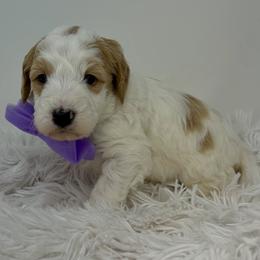 Purple Male - Parti male Goldendoodle puppy in Great Falls, Montana from Montana Goldendoodles