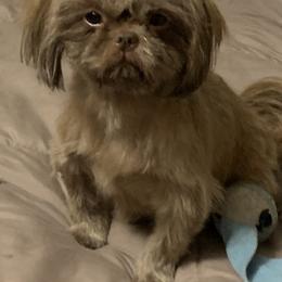 Stormy - Shih Tzu