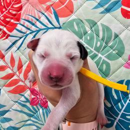 Yellow- Phoenix - White and black female Dalmatian puppy in Gray, Georgia from Fuller Spots