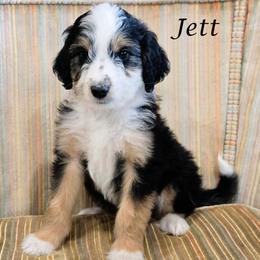 Jett - Black tri-color male Aussiedoodle puppy in Lancaster, Minnesota from Wilson Cattle Co.