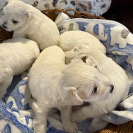 Miniature Schnauzer Puppies from Smilee Schnauzers
