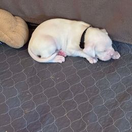 Black collar - White male Boxer puppy in Evington, Virginia from Boxer tails