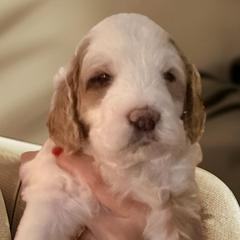 Girl 1 - Parti female Springerdoodle puppy in Murrells Inlet, South Carolina from SpringerDoodles at the Beach