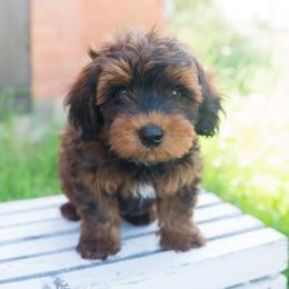 Aussiedoodle and Goldendoodle Puppies from Ever After Doodles Arizona