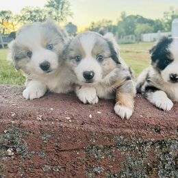 Miniature Australian Shepherd Puppies from Broken T Australian Shepherds