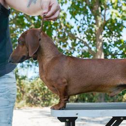 Rocky - Dachshund